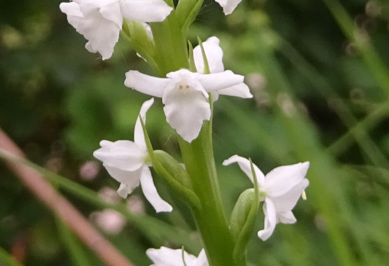 sono 2......Gymnadenia odoratissima ?....s !